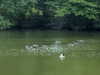 ompark_ducks